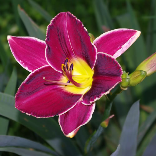 Hemerocallis Gentle Ed